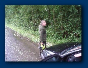 Drowned rat #2 - at about 16:25 �I've walked MILES�